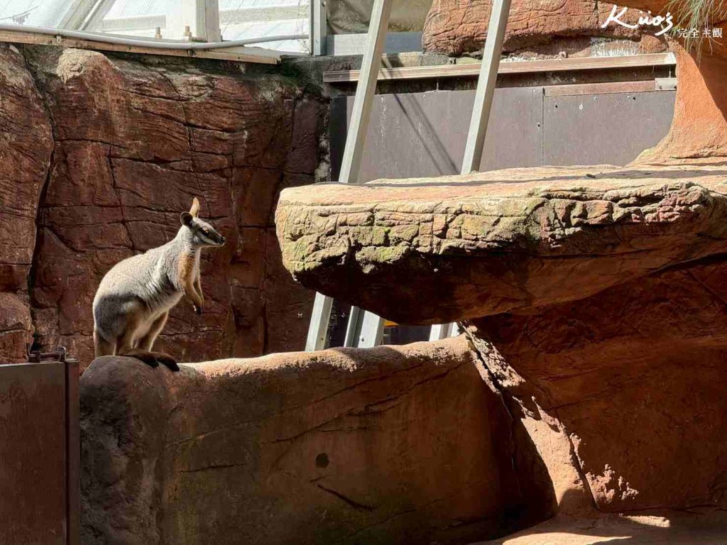 【2026雪梨野生動物園】門票攻略.無尾熊合照.共進早餐夢幻體驗! 16 雪梨動物園