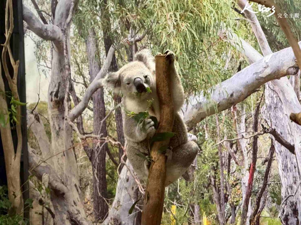 費瑟戴爾野生動物園