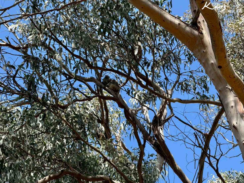 墨爾本大洋路一日遊