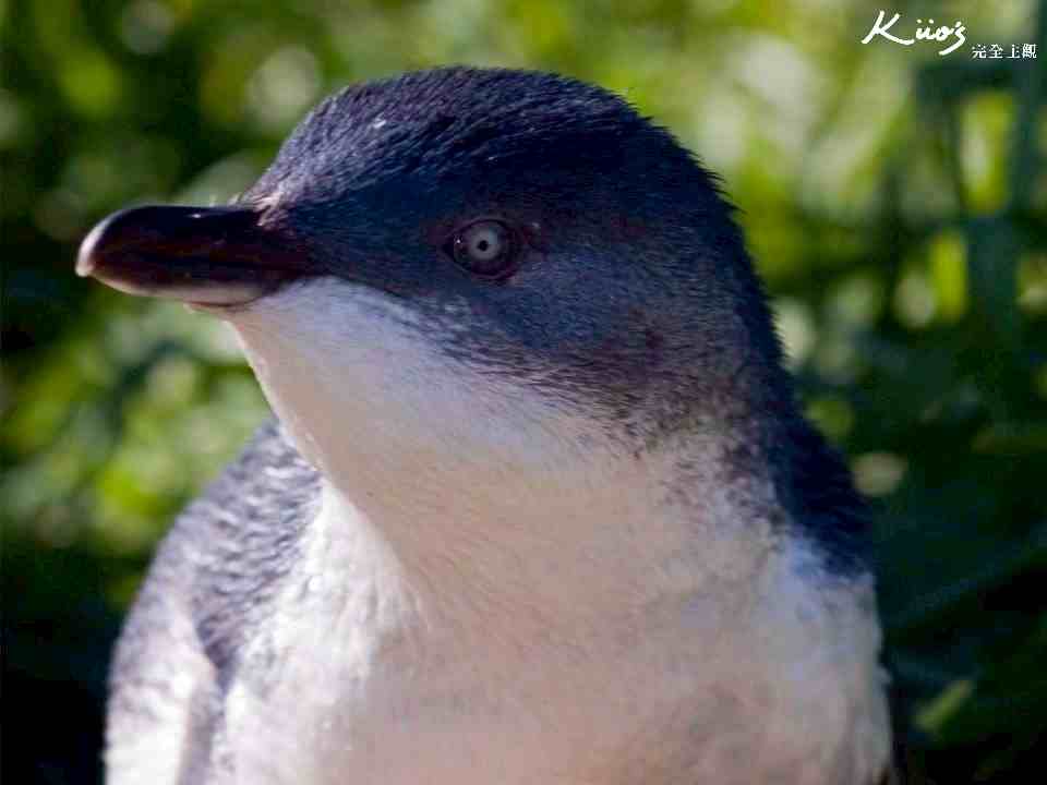 澳洲墨爾本菲利浦島