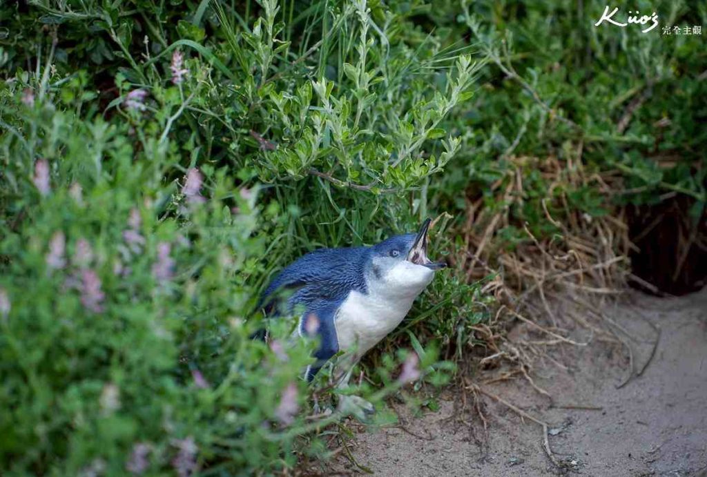 澳洲墨爾本菲利浦島