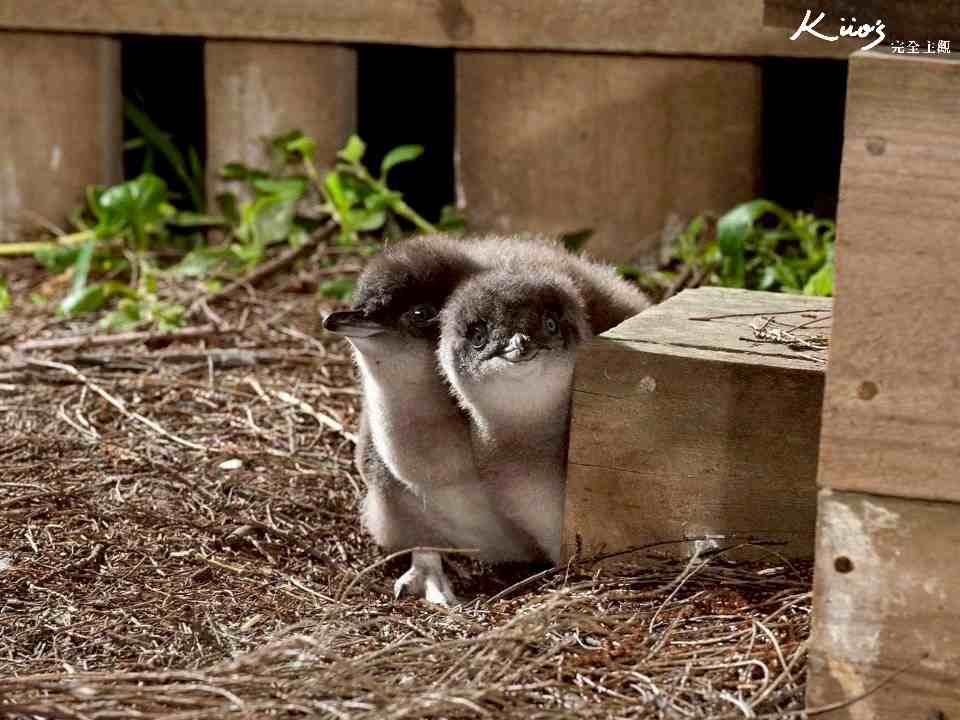 澳洲墨爾本菲利浦島