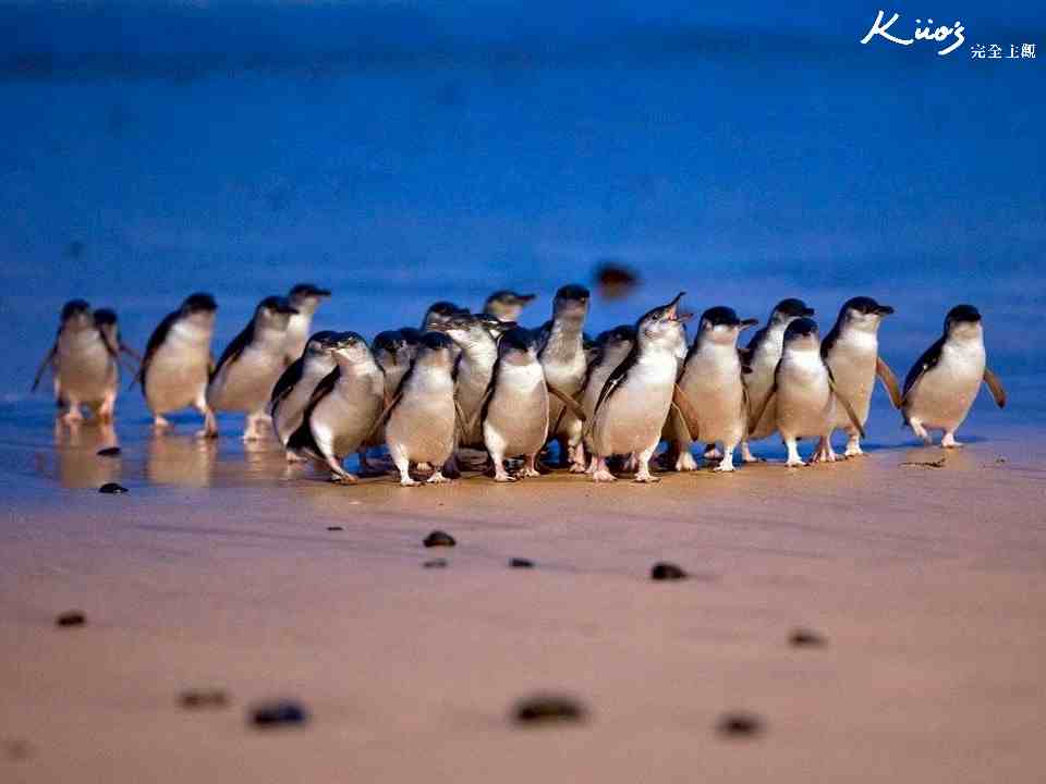 澳洲墨爾本菲利浦島