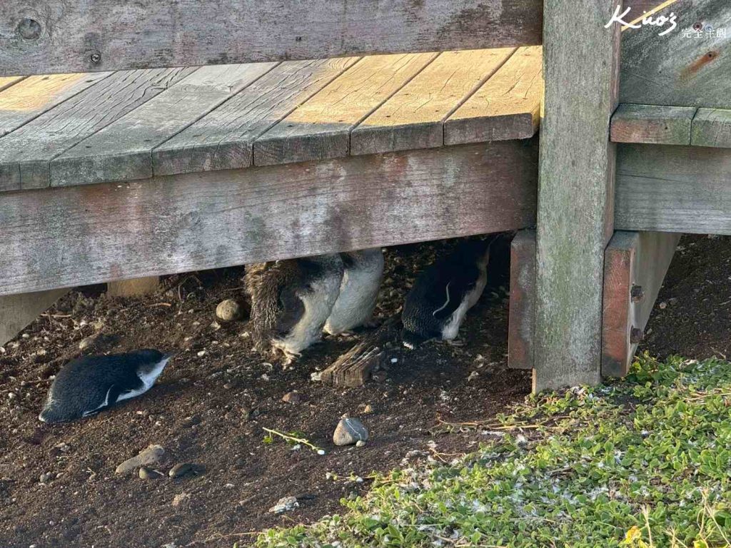 澳洲墨爾本菲利浦島